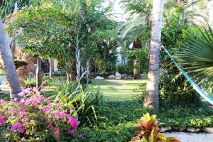 Saftiges grün auf Aruba