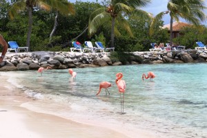 Urlaub auf Aruba - Flamingos hautnah